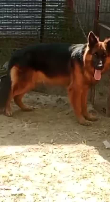 German Shepherd Puppy, farm video