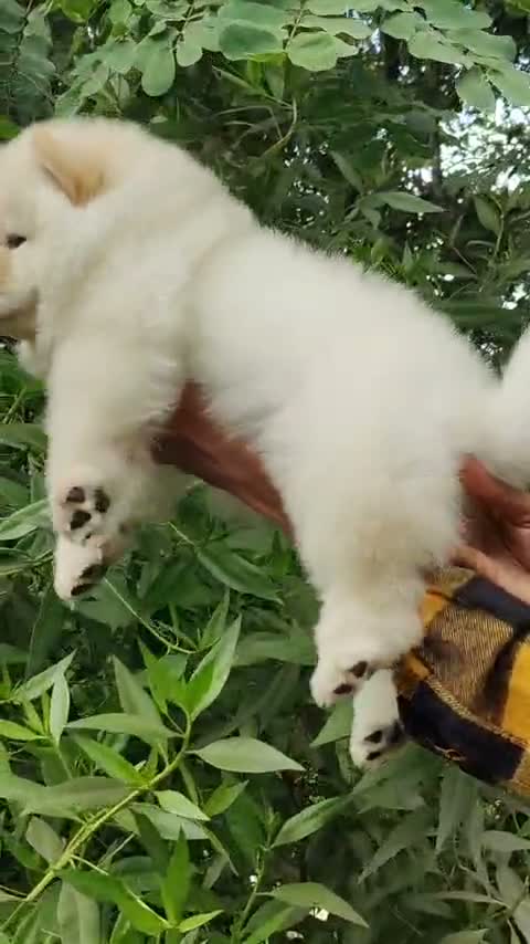 Chow Chow Puppies, farm video