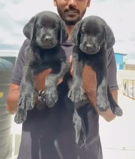 Beagle Black & Tan Puppy, farm video