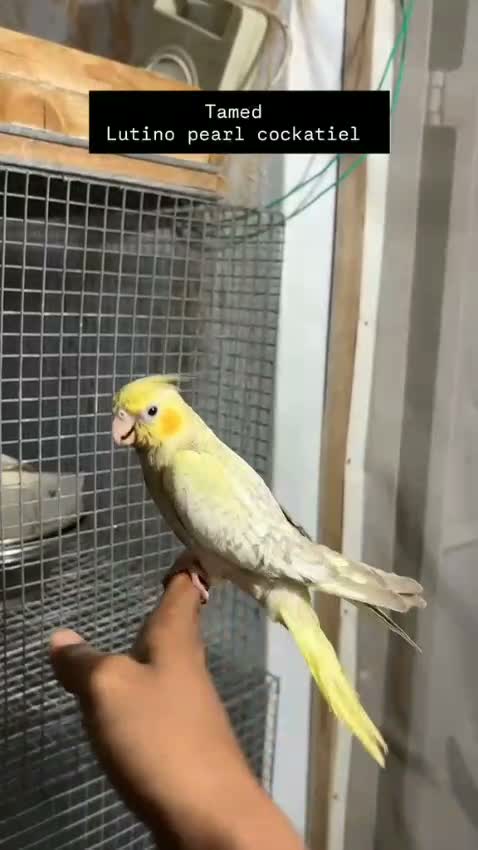 Cockatiel | Albino, farm video