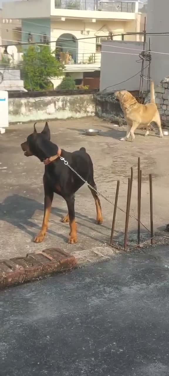 Doberman Pinscher Puppy, farm video
