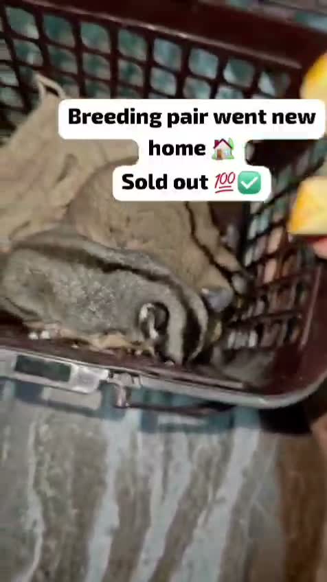 Sugar Glider | Grey, farm video