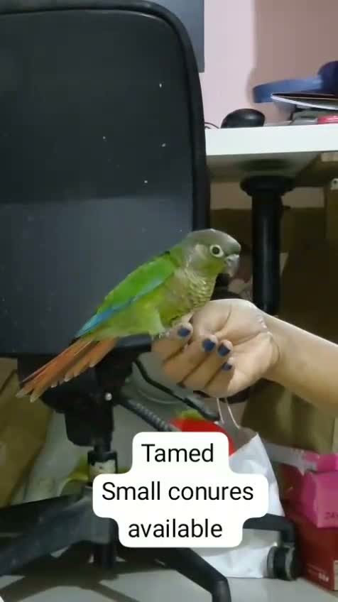 Blue Throated Conure, farm video