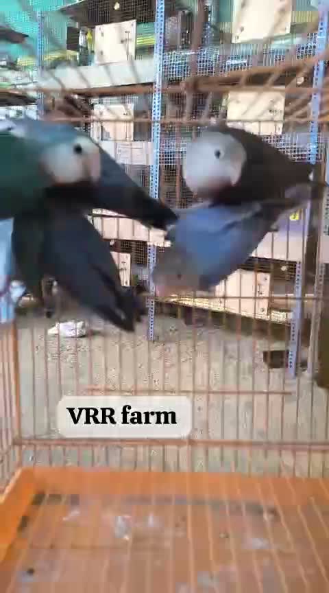 African Love Birds | Opaline, farm video