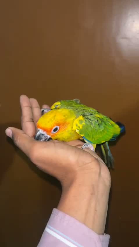 Sun Conure, farm video