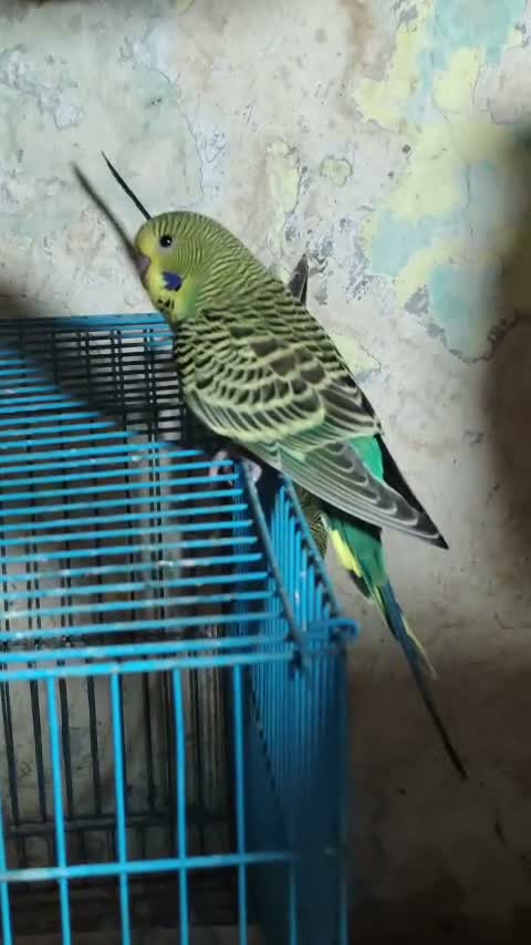 Budgies | Fallow, farm video