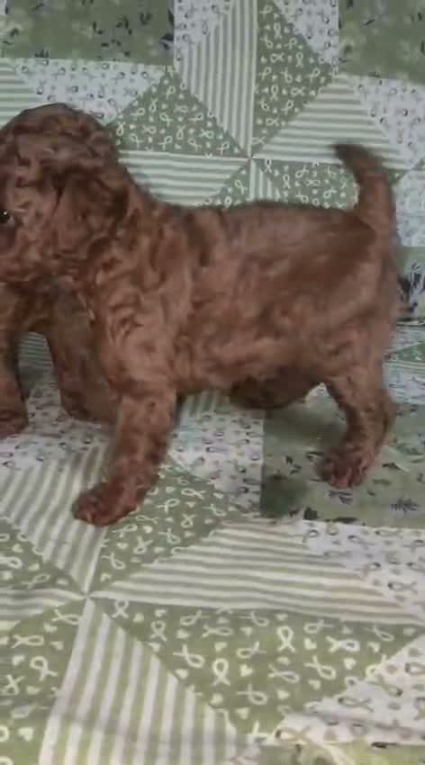 Standard Poodle Puppy, farm video