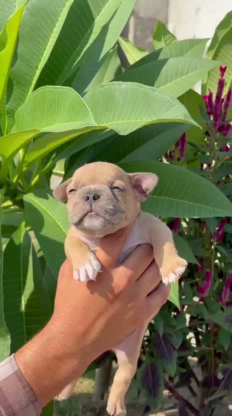 American Bully Pocket Size Puppy, farm video
