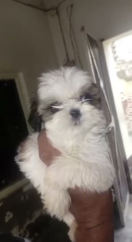 Shih Tzu | Black Color, farm video