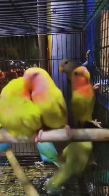 African Love Birds, farm video