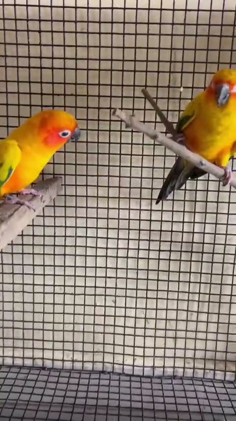 Sun Conure, farm video