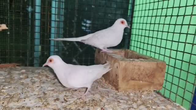 Red-rumped Parakeet, farm video