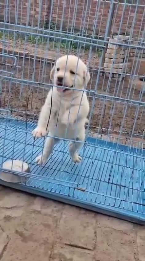 Beagle Black & Tan Puppy, farm video