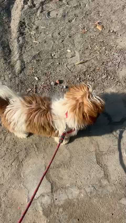 Shih Tzu | Black Color, farm video