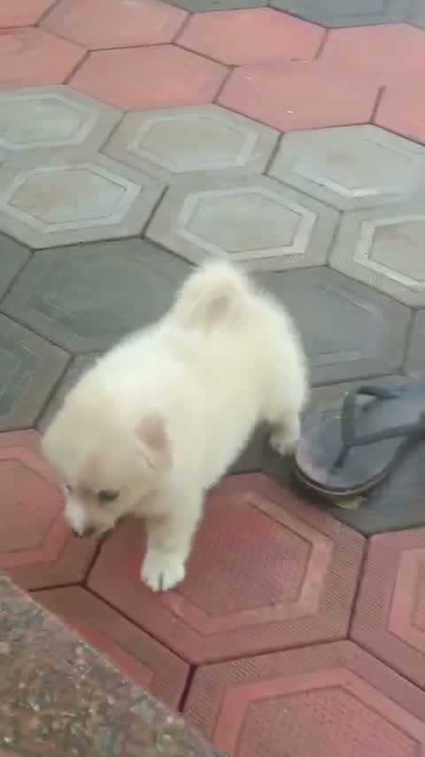 Pomeranian Puppy, farm video