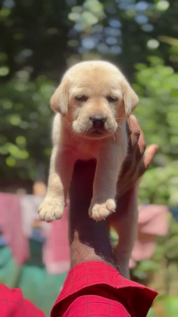 Beagle Black & Tan Puppy, farm video