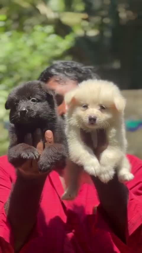 Pomeranian Puppy, farm video