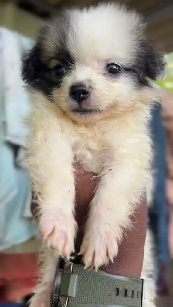 Pomeranian Puppy, farm video