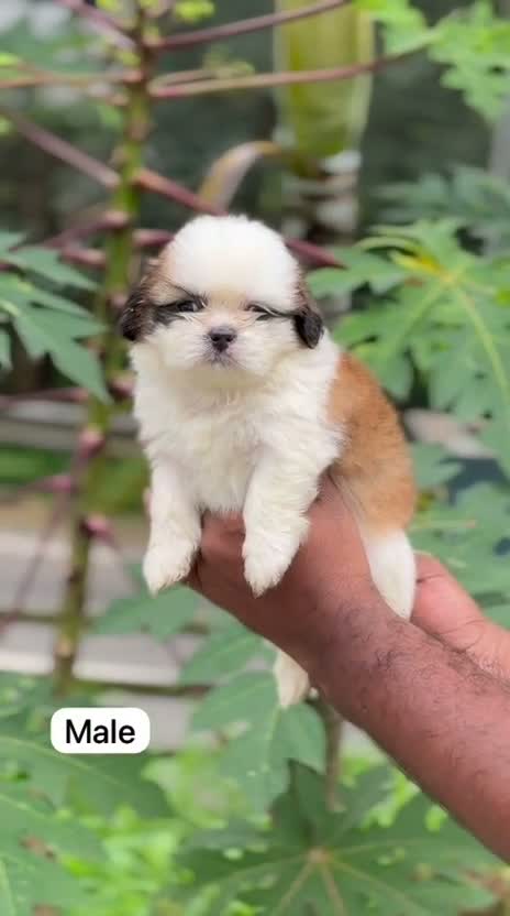 Shih Tzu | Black Color, farm video