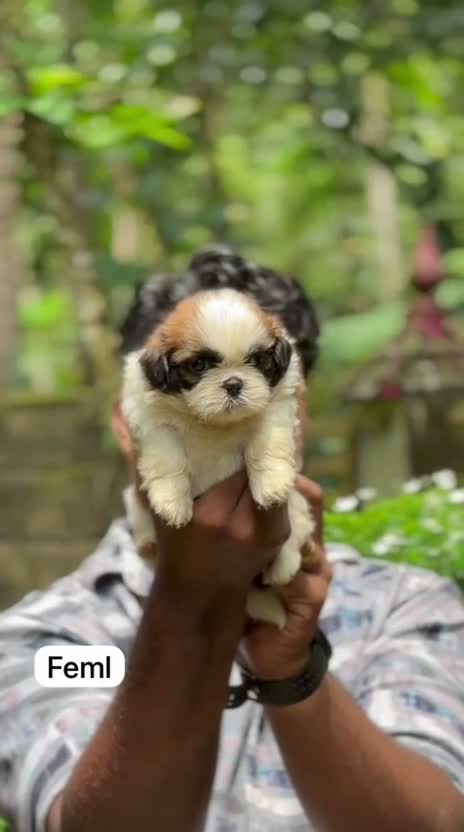 Shih Tzu | Black Color, farm video