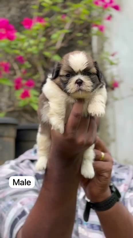 Shih Tzu | Black Color, farm video