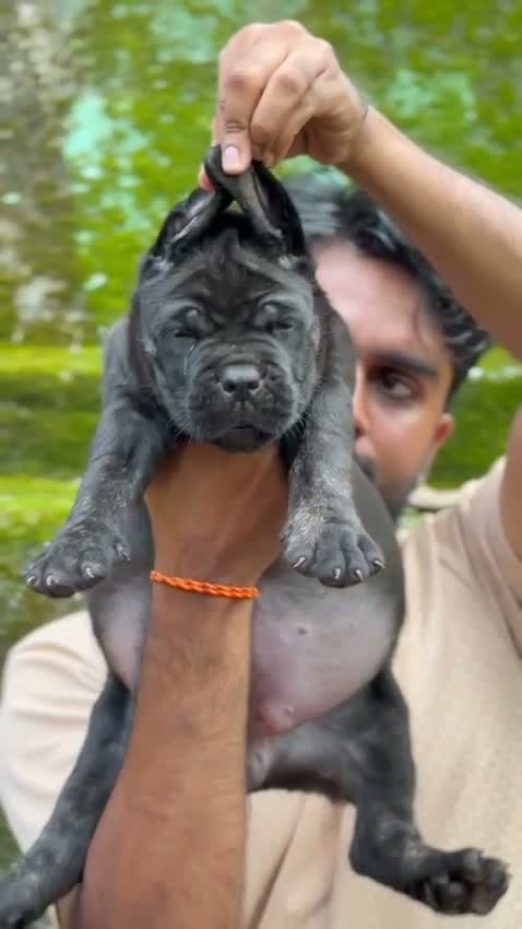 Cane Corso Puppy, farm video