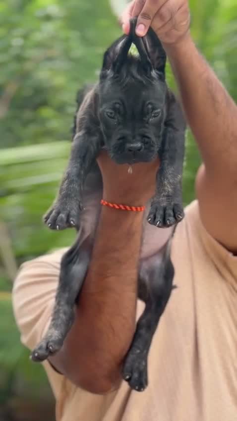 Cane Corso Puppy, farm video