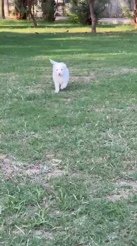 Pomeranian Puppy, farm video