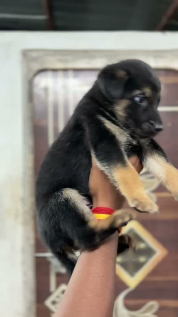 German Shepherd Puppy, farm video