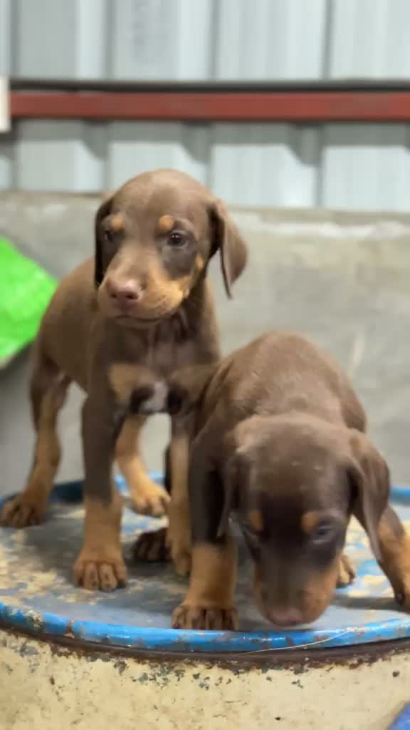 Dachshund Puppy | Brown, farm video