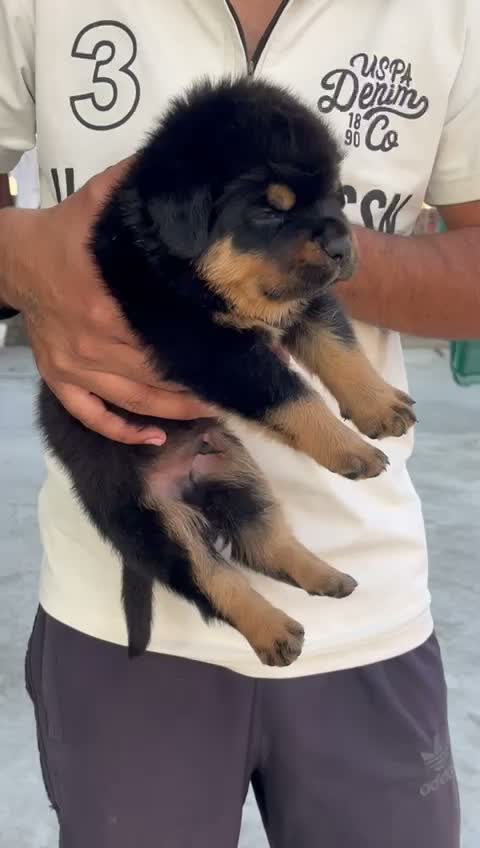 Rottweiler Puppy, farm video