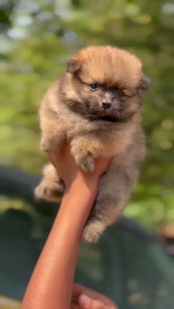 Pomeranian Puppy, farm video