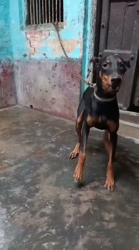 Dachshund Puppy | Brown, farm video
