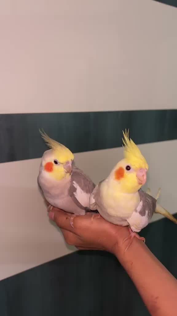 Cockatiel, farm video