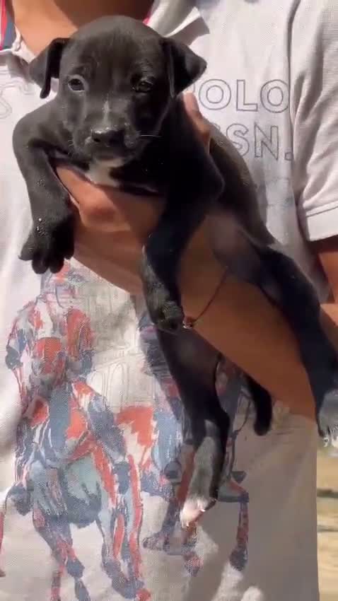 Dachshund Puppy | Brown, farm video