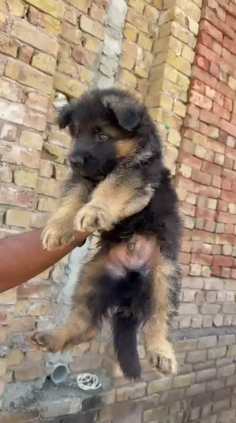 German Shepherd Puppy, farm video