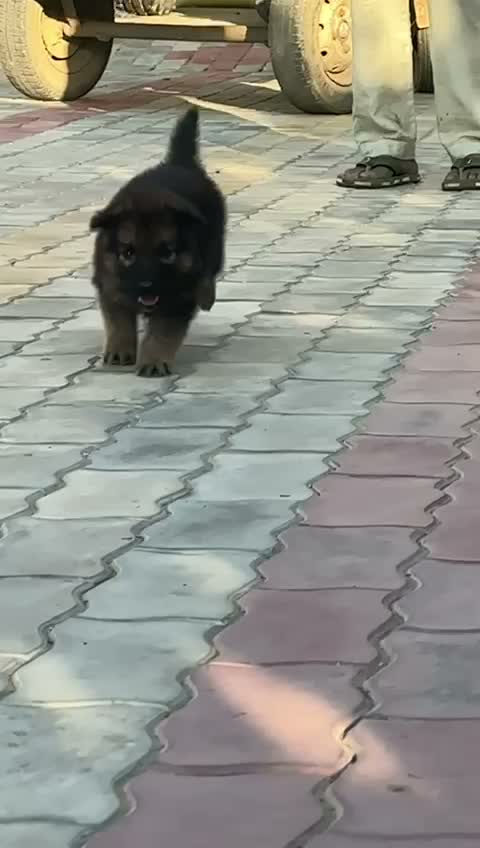 German Shepherd Puppy, farm video