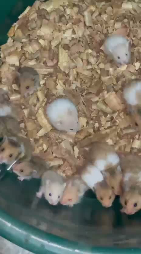 Dwarf Hamster Babies | Adults, farm video