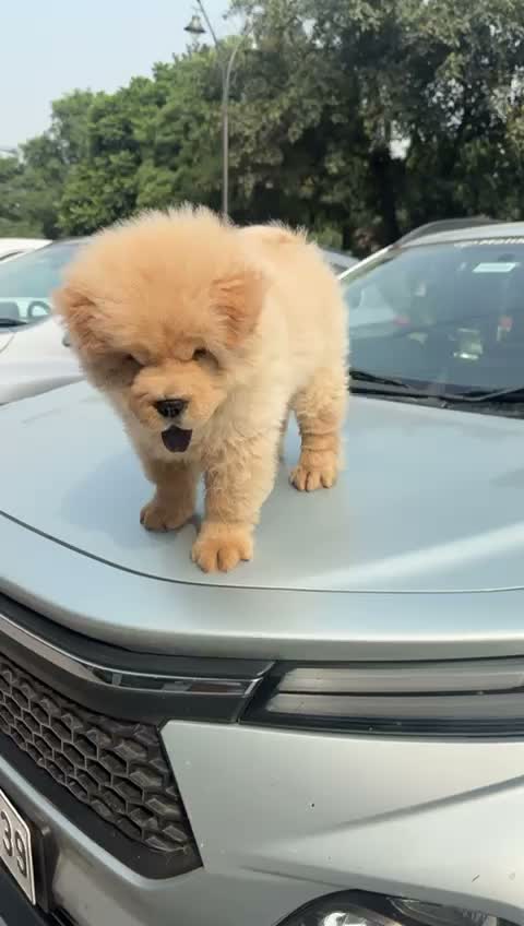 Chow Chow Puppies, farm video