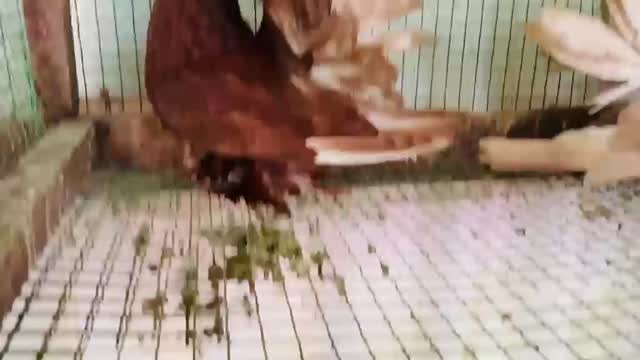 Homer Pigeon, farm video