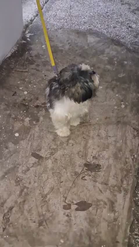 Shih Tzu | Black Color, farm video
