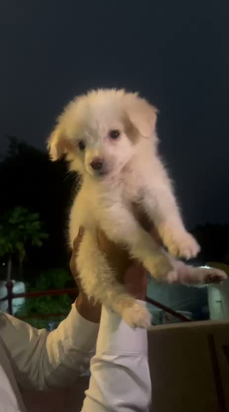 Pomeranian Puppy, farm video