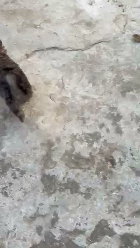 Pomeranian Puppy, farm video