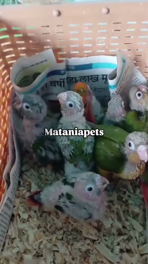 Blue Throated Conure, farm video