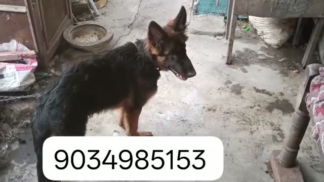 German Shepherd Puppy, farm video