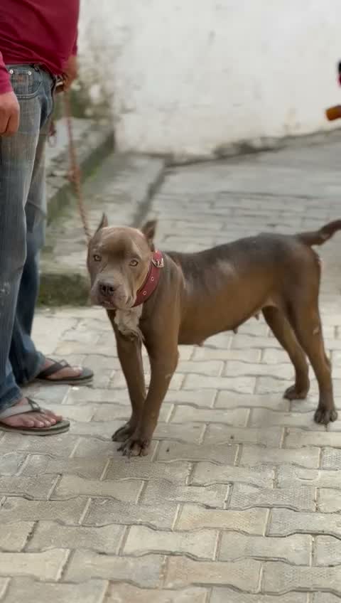 American Bully XXL Size Puppy, farm video