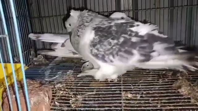 Homer Pigeon, farm video