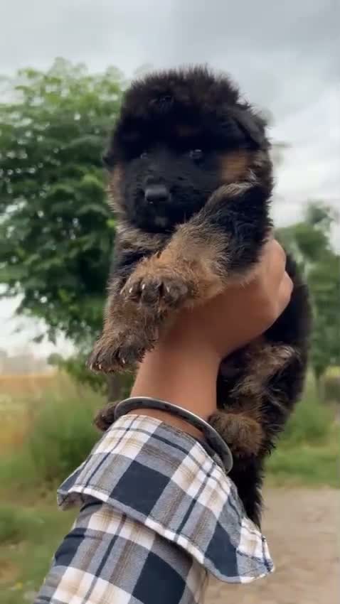 German Shepherd Puppy, farm video