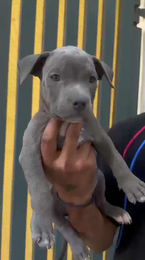 Pitbull Terrier Puppy, farm video