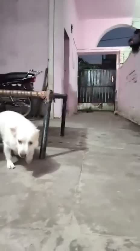 Culture Pom Puppy, farm video